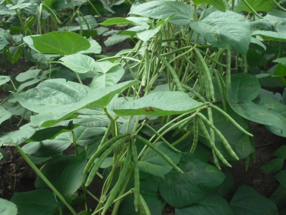 Посевные стратегии для теплицы: что сажать после огурцов и помидоров?