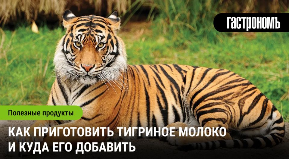 Что такое тигриное молоко?