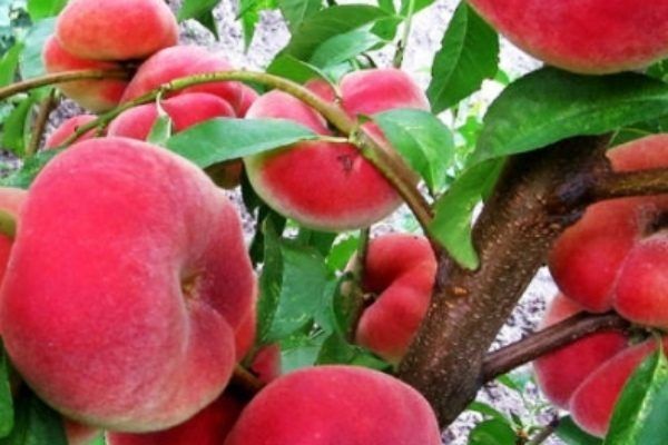 ������ ������: ������� ������ � ��������������� � �����