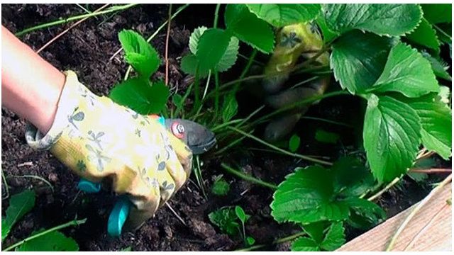 Секреты обрезки клубники после сбора урожая: что нужно учесть, чтобы не ошибиться