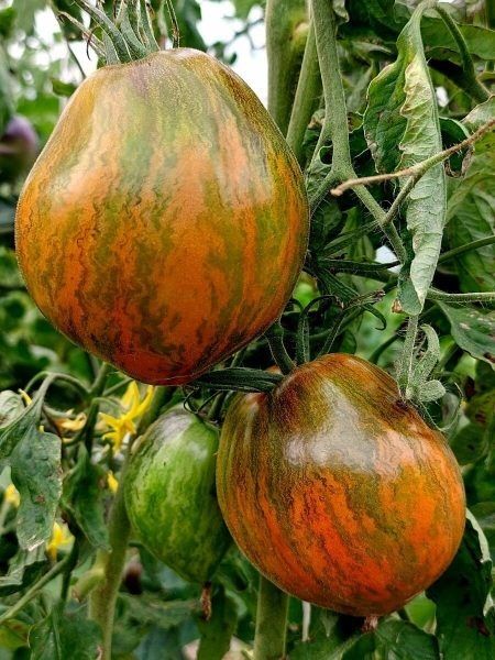 ����� ������ �����: ��� ��������� ���� ����������� ������ ���������