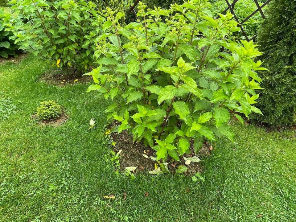 Почему гортензии скидывают листья: выявлены причины и методы борьбы с грибком