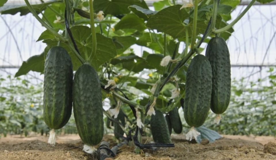 ��� ���������� ������ ��� �������� ������: ������� � ������