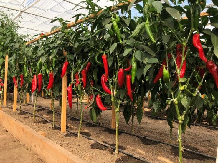 ��� ������� ��������� �����: ������ �� ������ � ������ ������