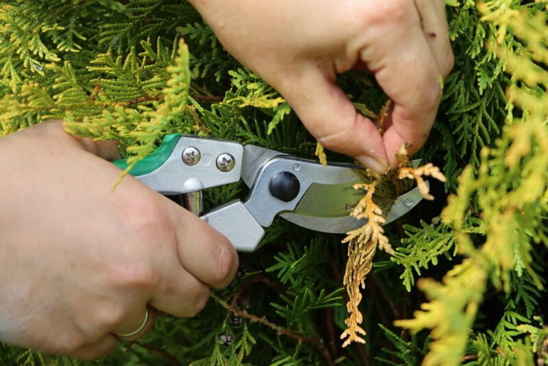 ��� ������, ���� ��� ������ � �������