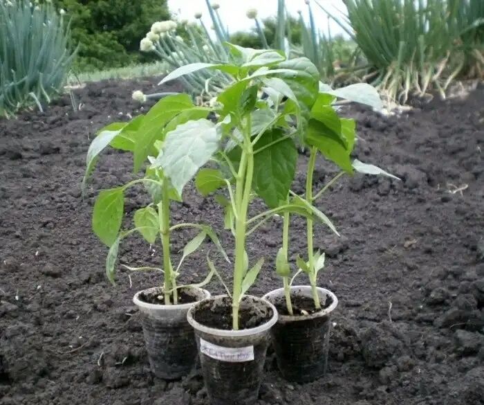 ������ �������� ����������� �� ��������� ��������� ��� ������� �������: ��� �������� ������