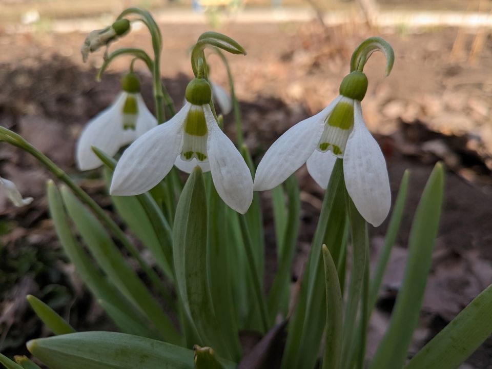 Садовые чудеса: как подготовиться к весне с первоцветами