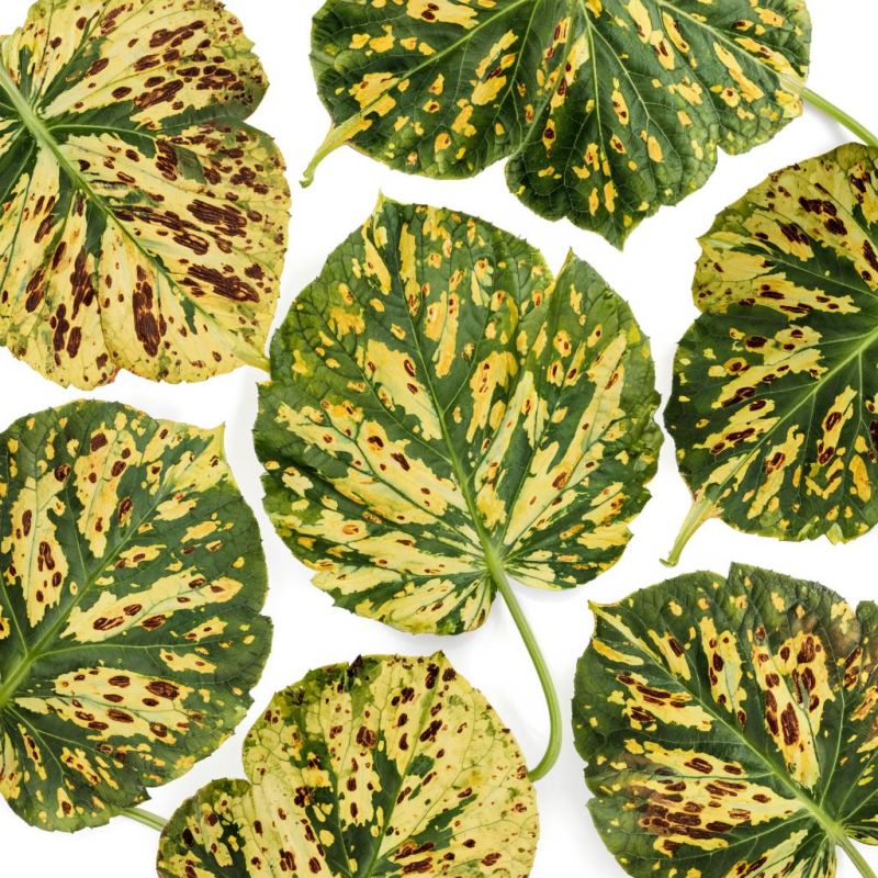 �������� ������� �������: ��� ���������� � ���������� � ������� ������