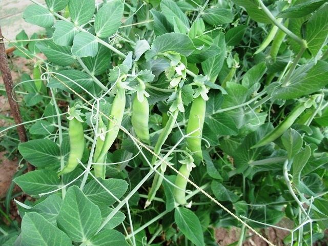 Как добиться сладкого горошка: секреты успешного выращивания