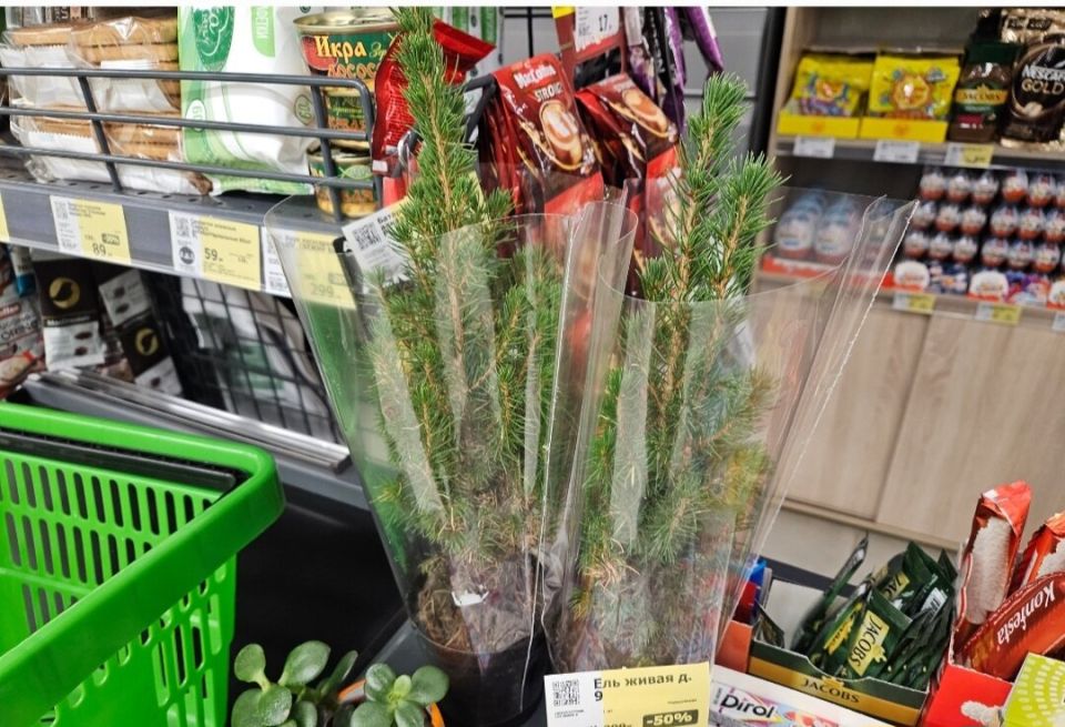 Как сохранить елку коника до весны: три простых метода