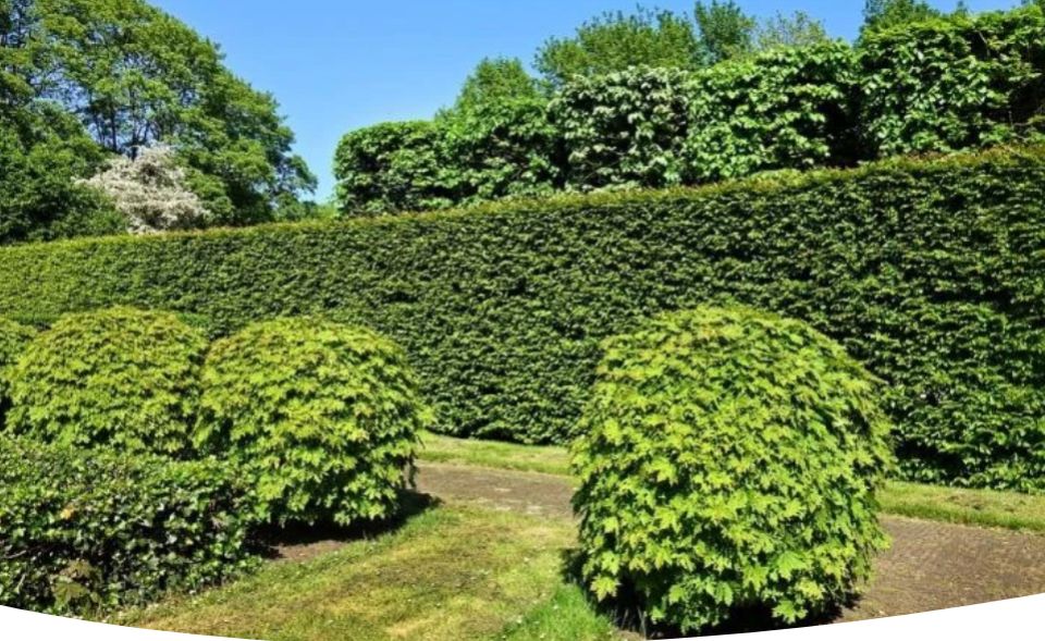 Как выбрать и посадить живую изгородь из кустарников