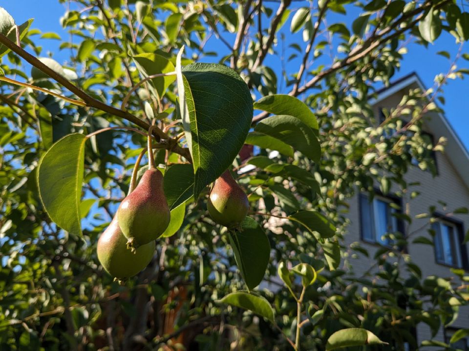Царь и сад: неожиданный выговор по шести пунктам
